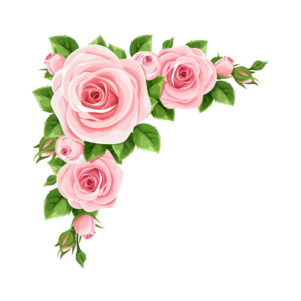 rosa rosen. vektor corner hintergrund. - rosenfarben stock-grafiken, -clipart, -cartoons und -symbole