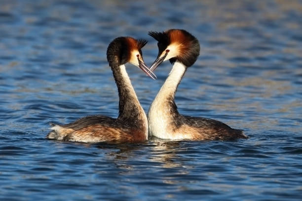 istock Haubentaucherbalz   Great Crested Grebe Mating 955675360