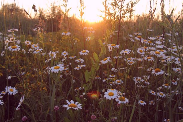 istock field of daisies and sunset. chamomile 955675490