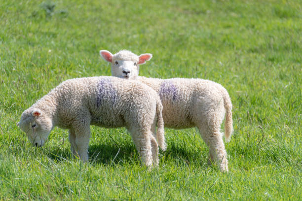 istock Spring lambs in the countryside 955676022
