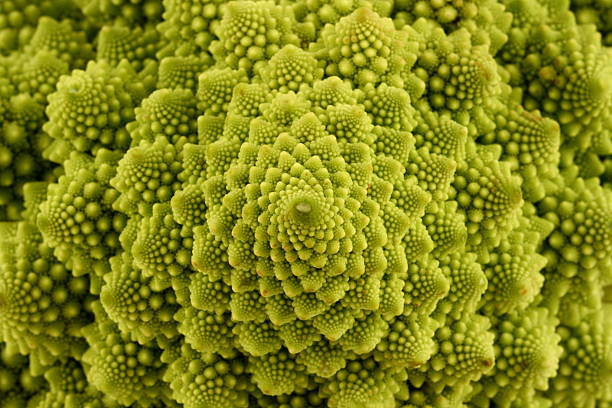 roman  fractal plant cabbage textured stock pictures, royalty-free photos & images