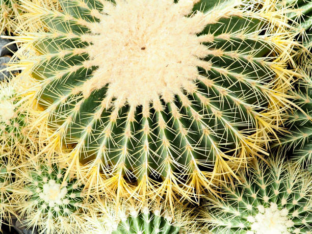 istock Succulent plant, Echinocactus grusonii succulent plant 955676770
