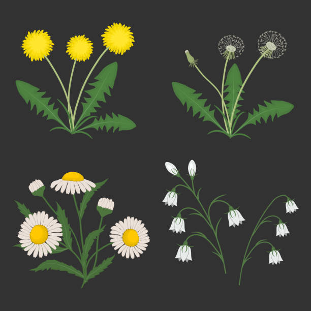 satz von sommerblumen auf einen dunkelgrauen hintergrund - dandelion wildflower field flower stock-grafiken, -clipart, -cartoons und -symbole