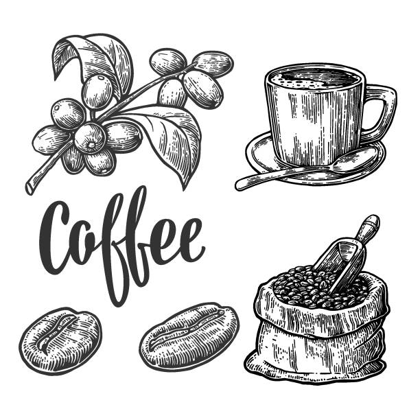 worek z ziaren kawy z drewnianą miarką i fasolą, kubek, gałąź z liści i jagód. - coffee bag sack backgrounds stock illustrations