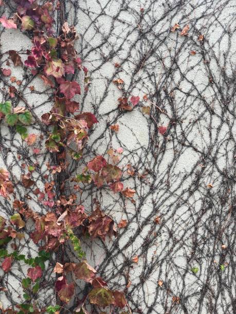 istock A vine growing on a walled garden in Autmn/fall. 955680542