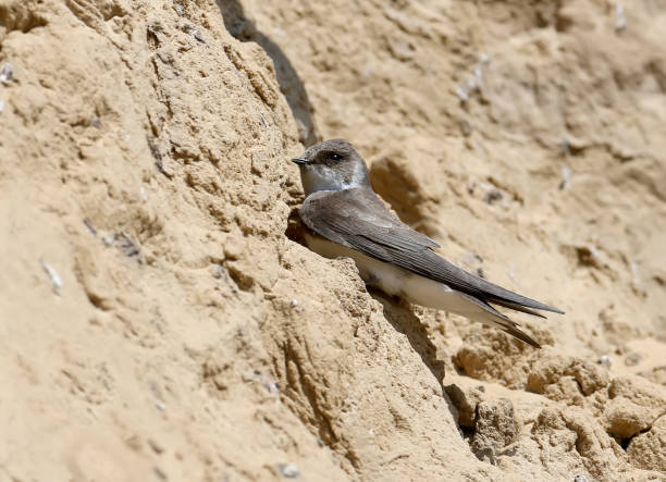 istock Sand martin near the nest 955681060
