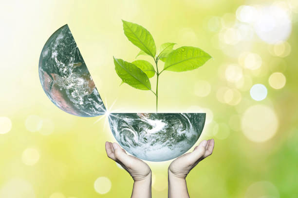 istock Two hands hold planet earth opening fresh green growth small tree with beautiful freshness outdoor summer forest bokeh background.Earth image furnished by NASA. 955681328