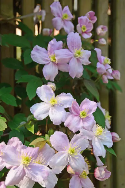 Photo of Pink Clematis growing against a trellis