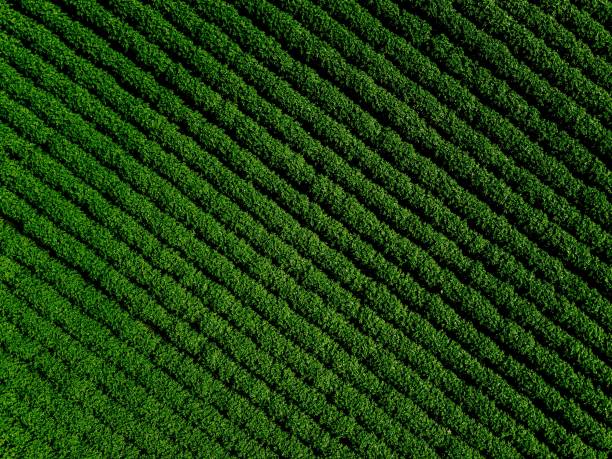 grünes land bereich der kartoffel mit zeile linien, draufsicht, luftaufnahme - nutzpflanze fotos stock-fotos und bilder