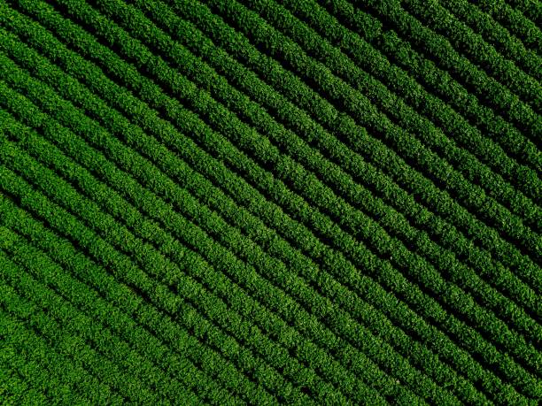 champ de pays vert de pomme de terre avec des lignes de la ligne, vue de dessus, photo aérienne - farm fields photos et images de collection