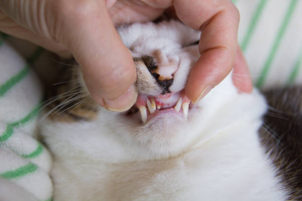 Checking Teeth Of Cat, periodontal disease, Close-Up stock photo