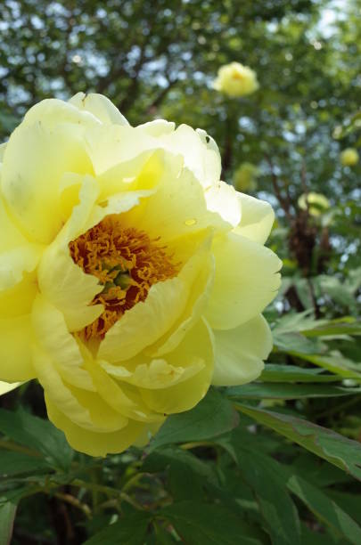 istock Flower of Peony 955685424
