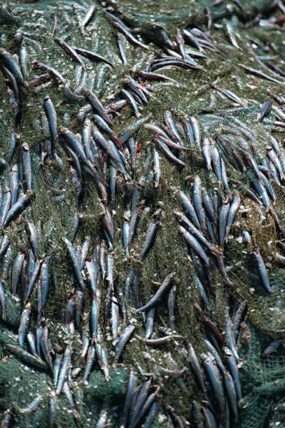 istock Anchovies in the Net 955686004