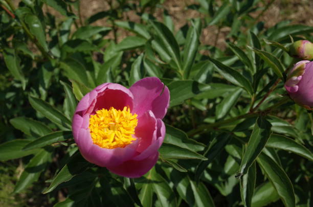 istock Flower of Peony 955686262