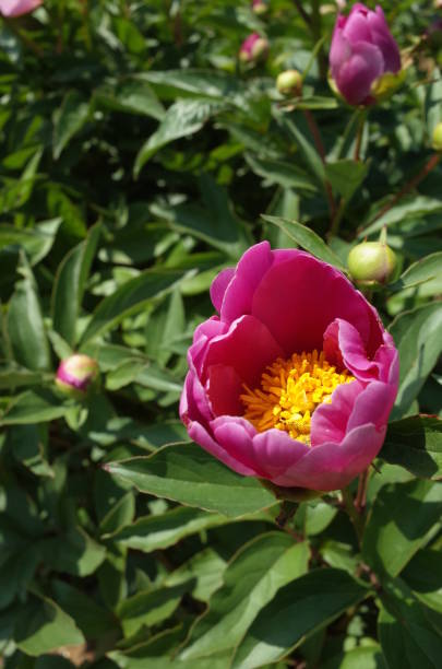 istock Flower of Peony 955687082