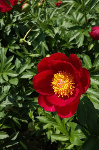 istock Flower of Peony 955687164