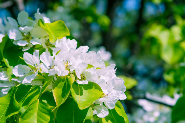istock Beautiful delicate flowers blooming apple tree with green blurred background - template for greeting card 955687380