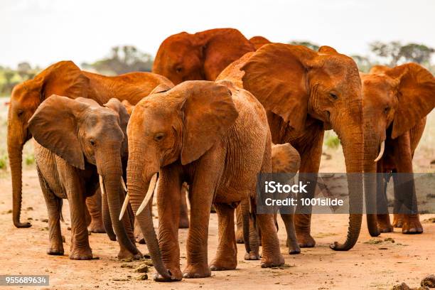 Tsavo East African Red Elephants Attack Stock Photo - Download Image Now - Elephant, Kenya, Acacia Tree