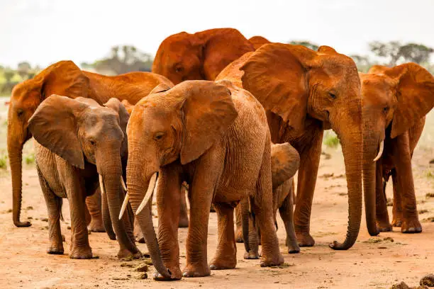 Aggressive giant elephant and other Tsavo East African Red Elephants are becoming crowded to attack on dirt road against the safari vehicle. Painted with the red Mud ...