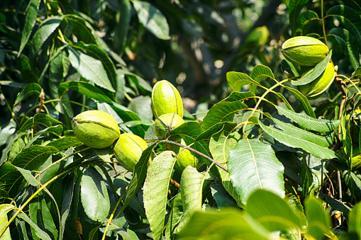 Young pecan nuts growing on the tree. Close-up.