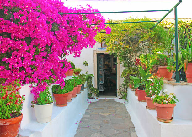 istock Inner Greek patio, garden with pink flowers 955690776