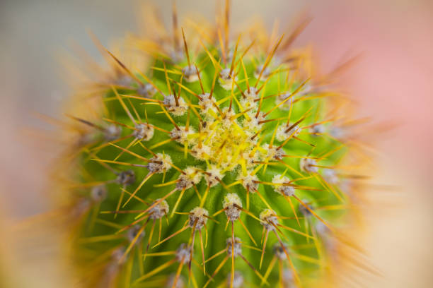istock Green cacti in spring in nature, Israel. Macro shot. 955691248