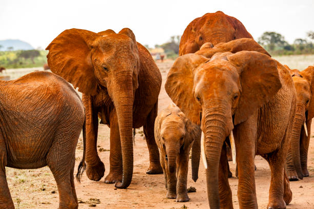 Aggressive giant elephant and other Tsavo East African Red Elephants are becoming crowded to attack on dirt road against the safari vehicle. Painted with the red Mud ...