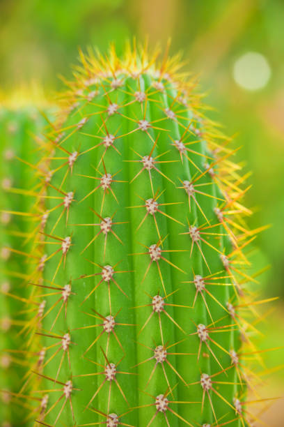istock Green cacti in spring in nature, Israel. Macro shot. 955691360