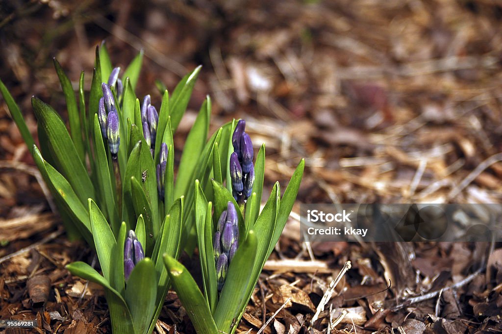 Весенние цветы развивающегося - Стоковые фото Без людей роялти-фри