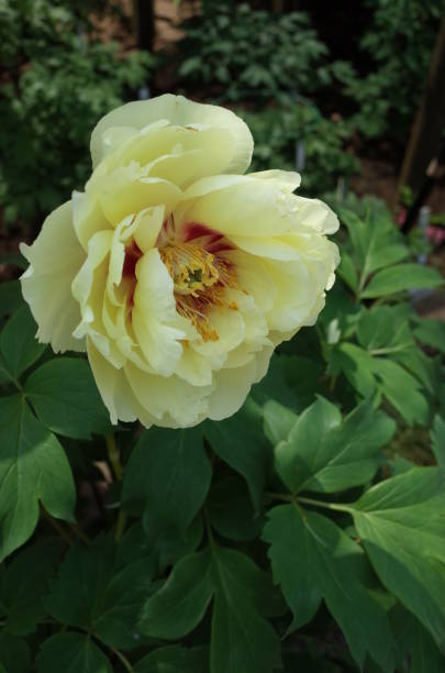 istock Flower of Peony 955693510