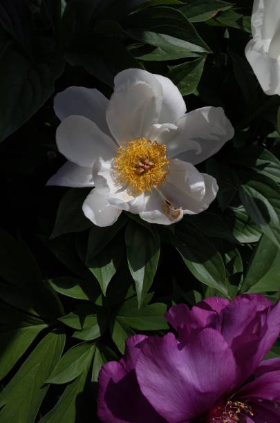 istock Flower of Peony 955693616
