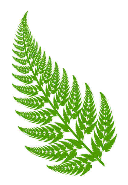 ilustrações, clipart, desenhos animados e ícones de folha de samambaia - fern stem bracken leaf