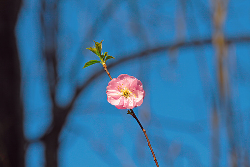 One sakura flower and blue sky background