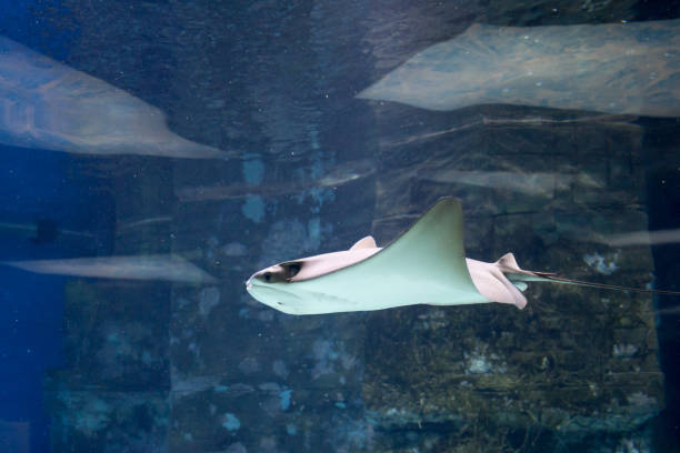 istock Electric ray fish in aquarium 955694360