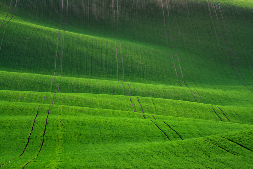 Waved Wheat Field.Green Spring Undulating Fields Of Crops That Resemble Corduroy With Lines Stretching Into Distance.Green Texture. Summer  Landscape In Green Colors. Great Green Spring Background