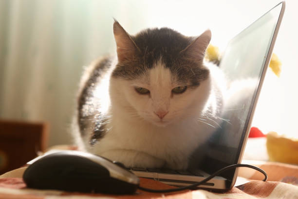 istock cute cat lay resting on laptop keyboard 955696288