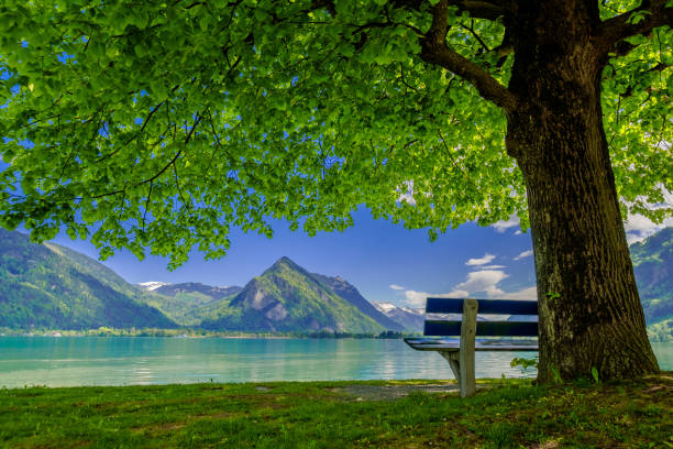 istock Bench under a tree on a lake shore. Mountains at background. 955696496