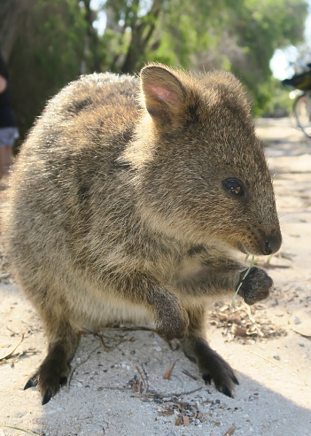 Quokka Eating A Blade Of Grass Stock Photo - Download Image Now - Animal, Animal Hair, Animal Whisker - iStock Quokka Eating A Blade Of Grass Stock Photo - Download Image Now - Animal, Animal Hair, Animal Whisker - iStock