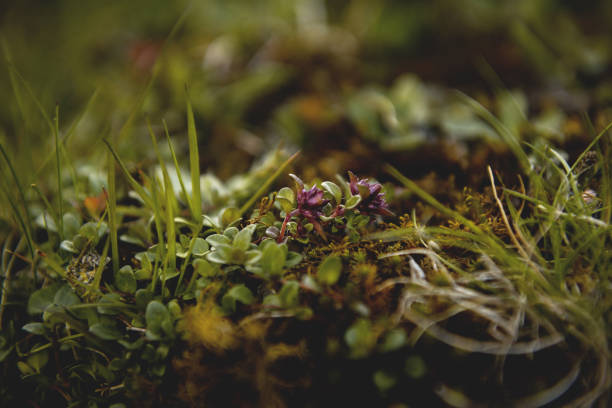 From the botanical series 'Micrology' using a super selective focus which reminds of macro photography. Shot with Nikon D800E.