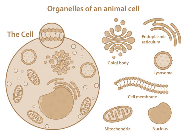 illustrazioni stock, clip art, cartoni animati e icone di tendenza di principali organelli e componenti di una cellula animale (eucariota). - animal cell