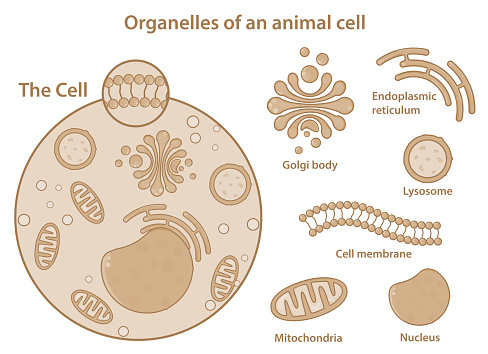 Organelles of an animal cell showing different components present in a eukaryotic cell. Simple and clear medical illustration. Major parts of a cell only. Aesthetic graphics.