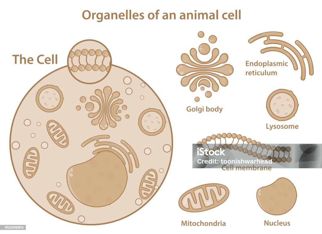 Major Organelles And Components Of An Animal Cell Stock Illustration -  Download Image Now - iStock