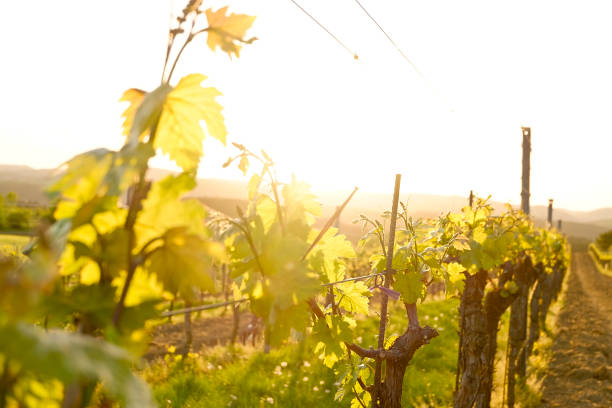 istock Vineyard in the famous Austrian winegrowing area Kamptal (Langenlois), Lower Austria 955699008