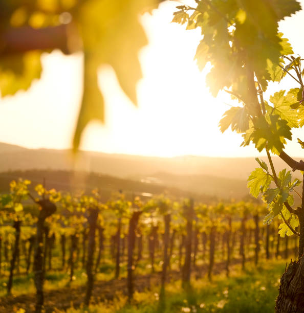 istock Vineyard in the famous Austrian winegrowing area Kamptal (Langenlois), Lower Austria 955699014