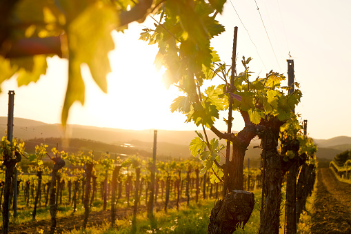Vineyard in the famous Austrian winegrowing area Kamptal (Langenlois), Lower Austria