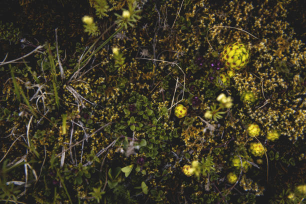 From the botanical series 'Micrology' using a super selective focus which reminds of macro photography. Shot with Nikon D800E.
