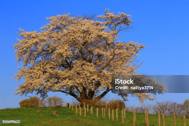 One Cherry Tree Blue Sky And One Cherry Tree Stock Photo - Download Image Now - Beauty ...