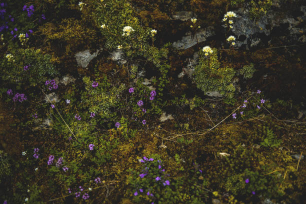 From the botanical series 'Micrology' using a super selective focus which reminds of macro photography. Shot with Nikon D800E.
