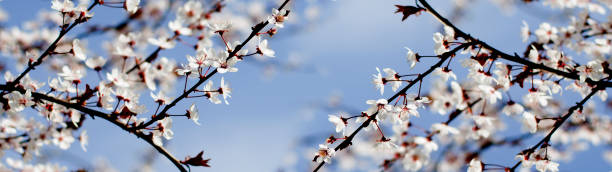 istock Spring white flowers on a tree against the blue sky. Panoramic  spring cherry blossoms flowers. 955700210