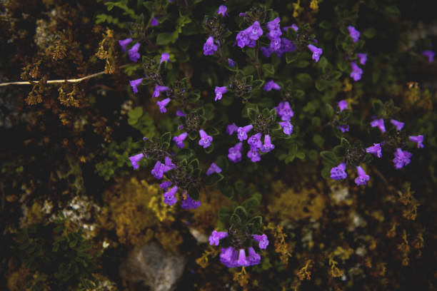 From the botanical series 'Micrology' using a super selective focus which reminds of macro photography. Shot with Nikon D800E.